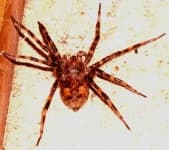 Sample 4 – Wolf spider