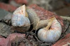 Sample 5 – Snail