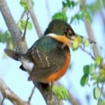 Sample 1 – Pygmy kingfisher