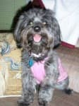 Sample 3 – Yorkshire terrier