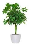 Sample 1 – House plant