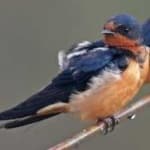Sample 6 – Barn swallow