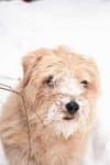 Sample 1 – Norfolk terrier