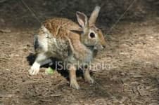 Sample 6 – Hare