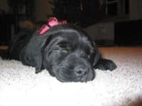 Sample 4 – Labrador retriever