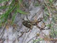 Sample 5 – Black and gold garden spider