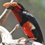 Sample 4 – Bearded barbet