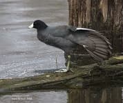 Sample 4 – American coot