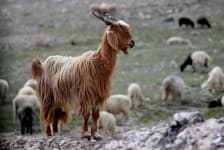 Sample 4 – Goat