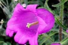 Sample 5 – Canterbury bells
