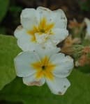 Sample 4 – Primula