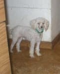 Sample 5 – Miniature poodle