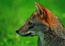 Sample 3 – Fox