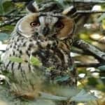 Sample 2 – Long eared owl