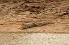 Sample 5 – African crocodile