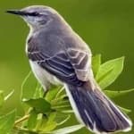 Sample 2 – Northern mockingbird