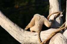 Sample 6 – Gibbon