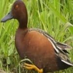 Sample 4 – Cinnamon teal