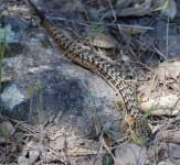 Sample 6 – Alligator lizard