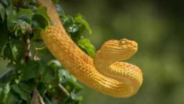 Sample 1 – Snake