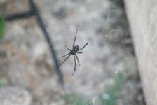 Sample 4 – Spider