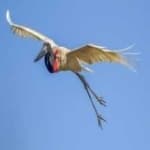 Sample of Jabiru