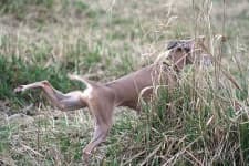 Sample 4 – Italian greyhound