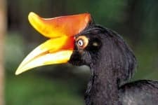 Sample 3 – Hornbill