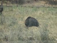 Sample 3 – Brown bear