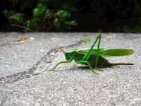 Sample 5 – Grasshopper