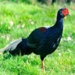 Sample 3 – Swinhoes pheasant