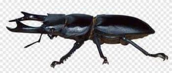 Sample 1 – Beetle