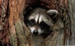 Sample 5 – Raccoon