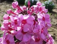 Sample 5 – Garden phlox