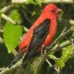 Sample 4 – Scarlet tanager