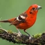 Sample 4 – Flame tanager