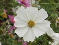 Sample 5 – Mexican aster