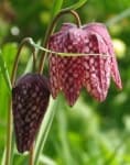Sample 4 – Fritillary