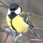 Sample 6 – Parus major
