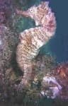 Sample 6 – Sea horse