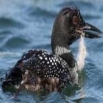 Sample 1 – Common loon