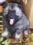 Sample 2 – Keeshond