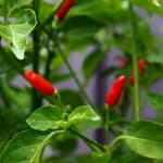 Sample 5 – Chilli