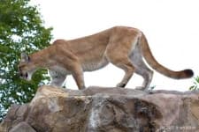 Sample 4 – Cougar