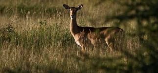 Sample 1 – Impala