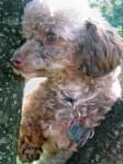 Sample 6 – Toy poodle