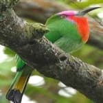 Sample 6 – Red bearded bee eater