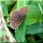Sample 3 – Ringlet