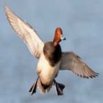 Sample 4 – Red headed duck
