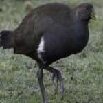 Sample 6 – Tasmanian hen